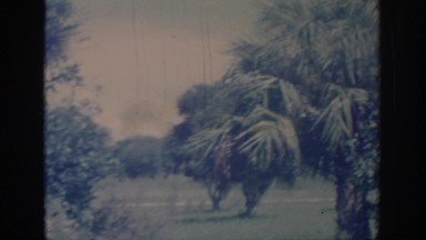 1967: casual sighting of the trees. OKLAHOMA