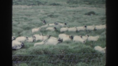 1961: flock of sheep being herded by a dog. IRELAND