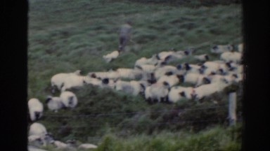 1961: shepherds and their dogs drive the sheep. IRELAND