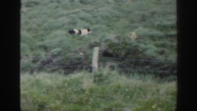 1961: men herd sheep on a grassy hill with the help of their dogs IRELAND