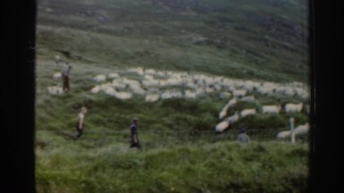 1961: shepherds and sheep dogs herding sheep along a mountainside IRELAND