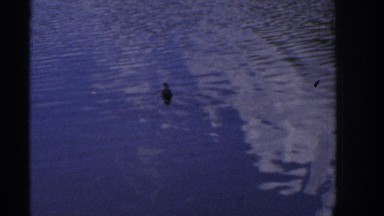 1961: the duck is swimming and enjoying the water. IRELAND