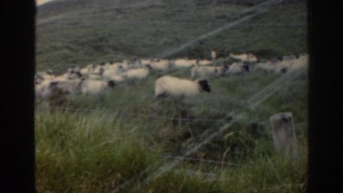 1961: a large flock of sheep in the hilly countryside IRELAND