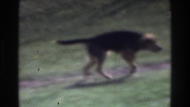 1975: dogs walking along trail, panning shot of scenery ATLANTA GEORGIA