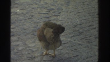 1976: A Chicken Walking Down the Street in Greece