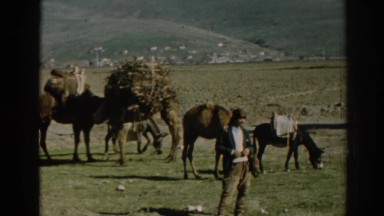 1962: a man is standing amid some camels with luggage on humps. EPHESUS TURKEY