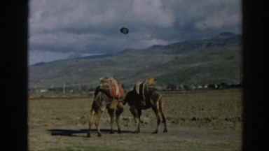 1962: two camels are playing with each other in a valley on a sunny day EPHESUS
