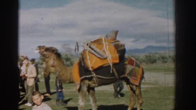 1962: a camel getting ready for travels. IZMIR TURKEY