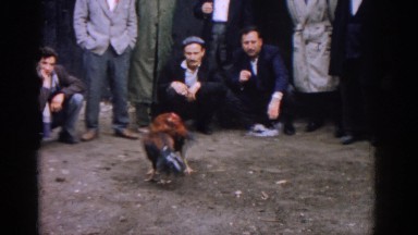 1962: a small group of people watching the fight of cocks IZMIR TURKEY