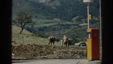 1962: man sets his plow to guide oxen in order to plow his field. IZMIR TURKEY