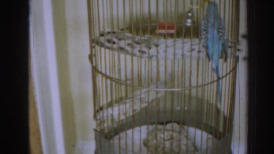 1963: poor little bird in it's birdcage. NEW JERSEY