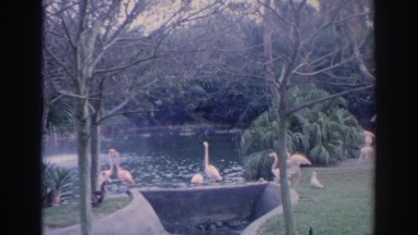 1966: Flock of Flamingo Birds in a Florida Nature Park