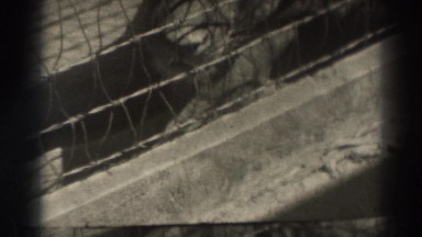 1937: Close Shot of Lion Sleeping Beyond Wire Fence El Monte California