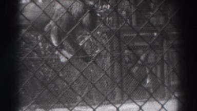1937: Lion Walks on Tightrope Inside Cage, El Monte California
