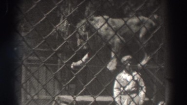 1937: Lion Tamer Performs With Giant Cat Walking Tightrope, El Monte California