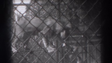 1937: Male Walking on Rope Near Lion in El Monte California