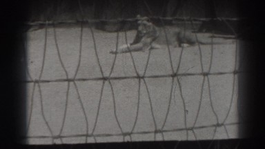 1937: Viewing Lions Behind the Cage in El Monte, California