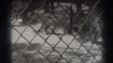 1937: Caged Calmly Walking Female Tigers El Monte California
