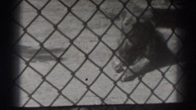 1937: sad lion behind a cage. EL MONTE CALIFORNIA