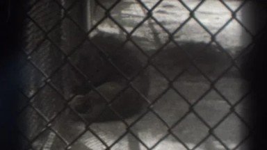 1937: sleepy lions at the zoo EL MONTE CALIFORNIA