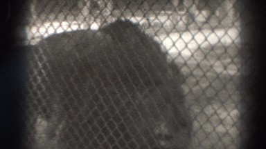 1937: three lions in a zoo, one pacing while the other two lie down together
