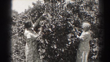 1937: women playing with a tree wearing beautiful dresses LONG BEACH CALIFORNIA