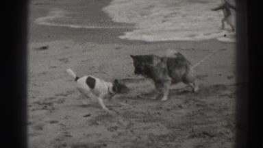 1937: two dogs playing and fighting in the sand on the beach SANTA CRUZ