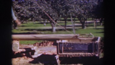 1937: a lumberjack performing his trade in the woods SACRAMENTO CALIFORNIA