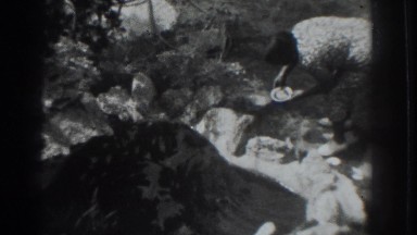 1937: woman out in the yard, gathering water. VACAVILLE CALIFORNIA