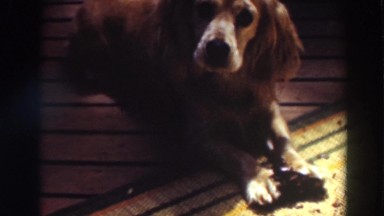 1937: dog moves its face while on a carpet on the floor under the sun VIRGINIA