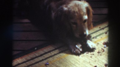 1937: dog chewing on bone treat. VIRGINIA CITY CALIFORNIA