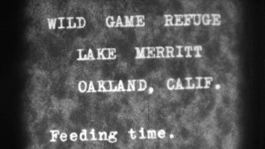 1937: wild game refuge lake merritt oakland, calif. feeding time. OAKLAND, ducks