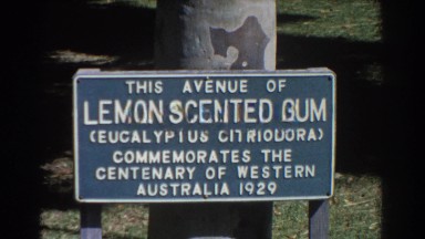 1967: this avenue of lemon-scented gum commemorating the centenary