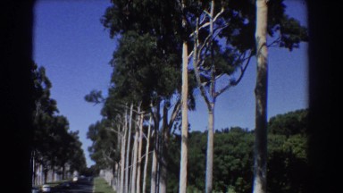 1967: sighting of the prestigious, tall trees. PERTH AUSTRALIA
