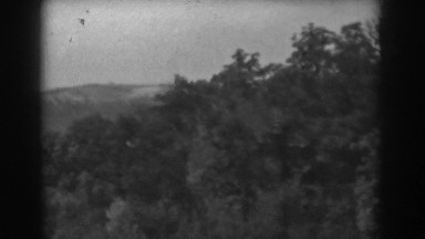1938: the vast beauty of nature and all its glorious trees. VINELAND NEW JERSEY