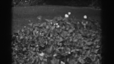 1938: ivy and flowers in the yard. VINELAND NEW JERSEY