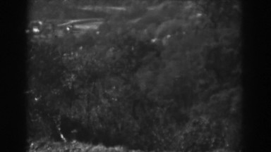 1938: the disguise of trees in the woods VINELAND NEW JERSEY