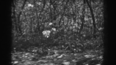 1938: a small forest with many trees having lean trunks and bushes with flowers