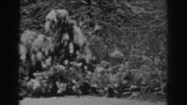 1938: a beautiful forest covered with a blanket of white snow