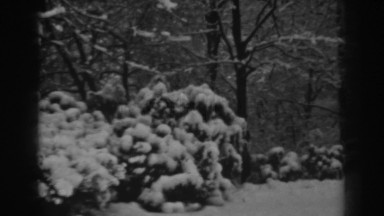 1938: plants with icecaps like white flowers in the cold weather WINCHESTER
