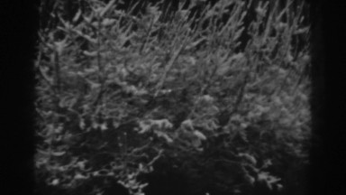 1938: winter scene of bushes and trees. WINCHESTER MARYLAND