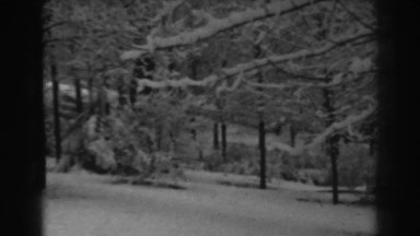1938: snow covers trees and the ground in a wooded area