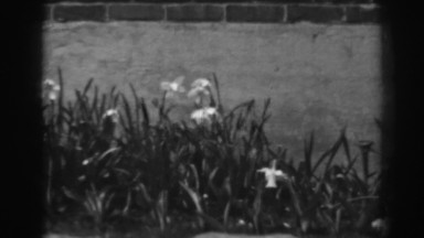 1938: black and white film of flowers and brick wall WINCHESTER MARYLAND