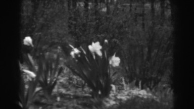 1938: daffodils wave in the outdoor breeze WINCHESTER MARYLAND