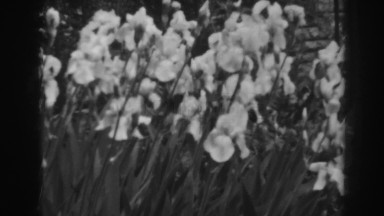 1938: casual day viewing flowers. WINCHESTER MARYLAND