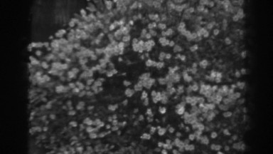 1938: a bush with flowers WINCHESTER MARYLAND