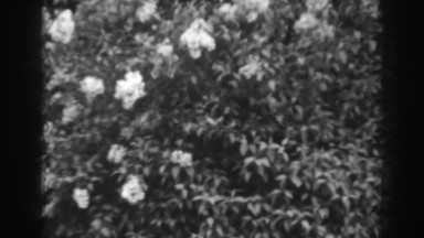 1938: flowers in the middle of a sunny day. WINCHESTER MARYLAND