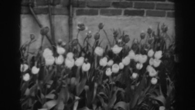 1938: pretty flowers alongside the sidewalk. WINCHESTER MARYLAND