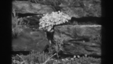 1938: beautiful flowers born on plants growing among stones WINCHESTER MARYLAND
