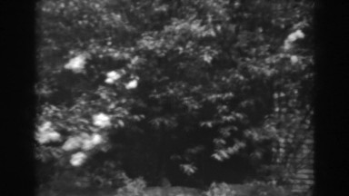 1938: viewing of trees in nature. WINCHESTER MARYLAND